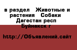  в раздел : Животные и растения » Собаки . Дагестан респ.,Буйнакск г.